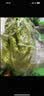 【烧烤季】钟灵山罗马生菜400g 实拍图