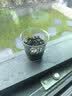 北蔬 向日葵种子苗种植套装植物观察窗儿童盆栽植物 儿童向日葵小盆栽 实拍图