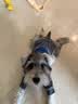 Orijen渴望狗粮 六种鱼 幼犬成犬全价鱼肉美毛进口犬粮11.4kg效期27/10 实拍图