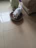 疯狂的主人猫抓板窝碗形大号猫抓盆不掉屑猫窝宠物猫玩具瓦楞纸猫爪板 实拍图