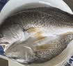 仙泉湖三去白蕉海鲈鱼1斤/条净膛刺少肉厚珠海特产500g海鲜水产生鲜食材 实拍图