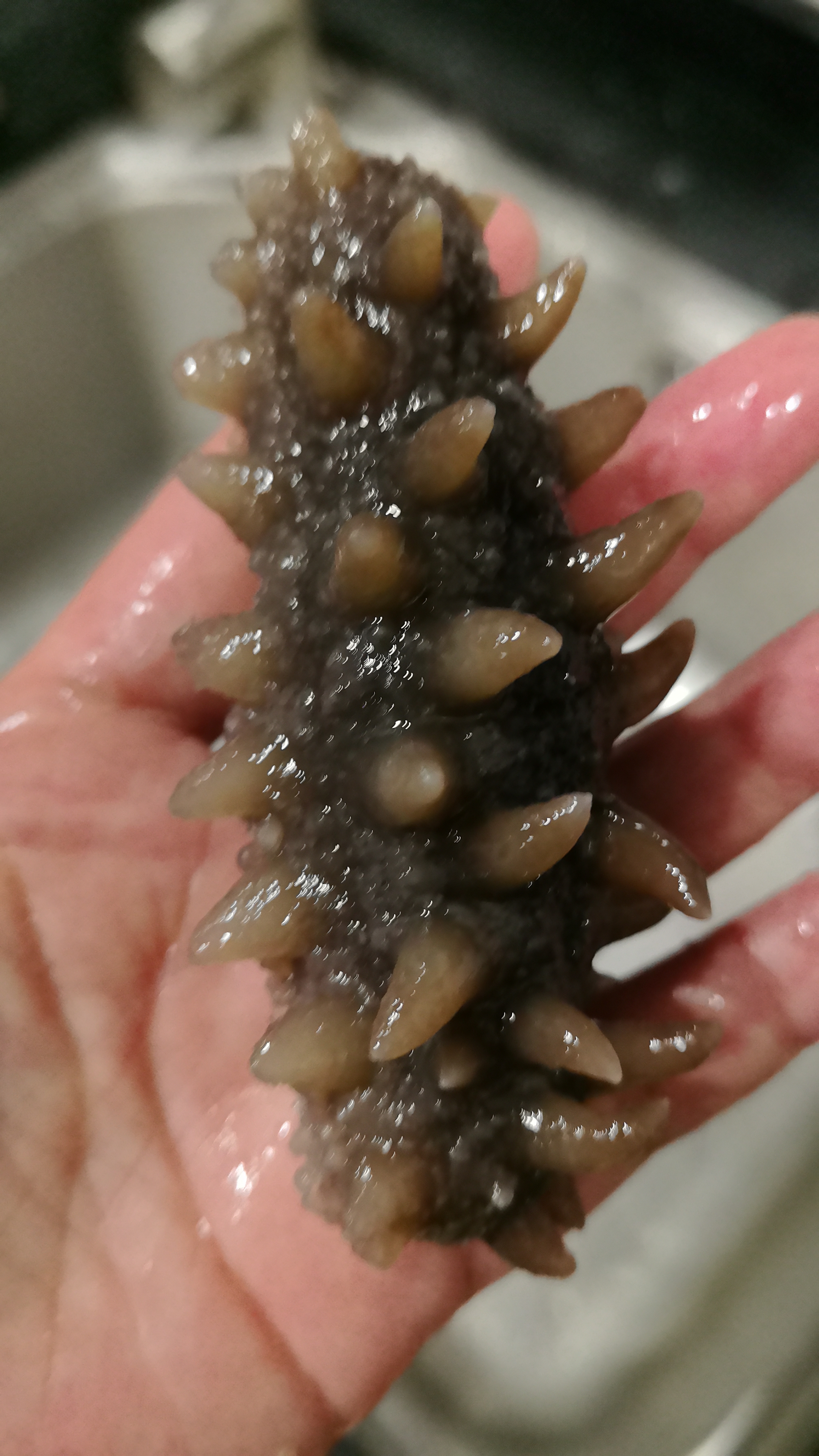皇纯淡干海参干货 50g 6-10只 尊品 威海底播刺参 简装 滋补营养 实拍图