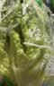 【烧烤季】钟灵山罗马生菜400g 实拍图