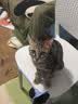 皇家猫粮 成猫猫粮 营养均衡 F32 通用粮 1-7岁 2KG 实拍图