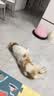 财咪宠物驱虫药猫咪询医狗狗体内外同驱一体幼犬非泼罗尼滴剂阿苯达唑 实拍图