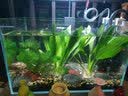 鱼缸懒人水草植物淡水有茎草缸造景水族箱中后景水族套餐包邮 大叶绿九冠2颗（送水草沉底杯） 实拍图