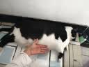 皇家猫粮 成猫猫粮 营养均衡 F32 通用粮 1-7岁 4.5KG【宠物金选】 实拍图