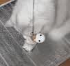 欢宠网猫玩具猫咪逗猫棒羽毛铃铛互动自嗨解闷耐咬神器猫猫小猫幼猫宠物 实拍图