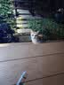 网易严选宠爱相伴全价猫粮 实惠宠物主粮成幼猫爱心公益 美毛护肠胃 1.8kg 实拍图