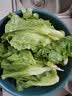 生吃意大利奶油生菜新鲜生菜即食沙拉蔬菜火锅烤肉整箱烧烤涮菜 地头现摘 鲜嫩脆甜 河南意大利生菜整箱5斤（净重4.6斤） 实拍图
