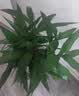 花翁富贵竹水培绿植招财转运室内客厅水养花卉盆栽植物文昌竹源头直发 实拍图