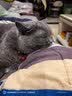 宽福十拼猫条零食混合装成猫幼猫猫湿粮14克*100支 实拍图