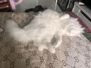 狮子医生豆腐猫砂吸臭低尘不沾底速团绿茶味猫砂可冲厕所2.4kg*6 实拍图