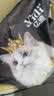 亿迪猫粮冻干幼猫成猫10斤全价英短蓝猫布偶老年猫国产通用全阶段5kg 实拍图