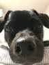 好主人 全价成犬粮狗粮泰迪金毛拉布拉多比熊法斗柯基全犬种10kg/20斤 实拍图