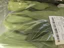 上海青约500g(油菜) 实拍图