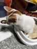 网易严选宠爱相伴全价猫粮 实惠宠物主粮成幼猫爱心公益 美毛护肠胃 1.8kg 实拍图