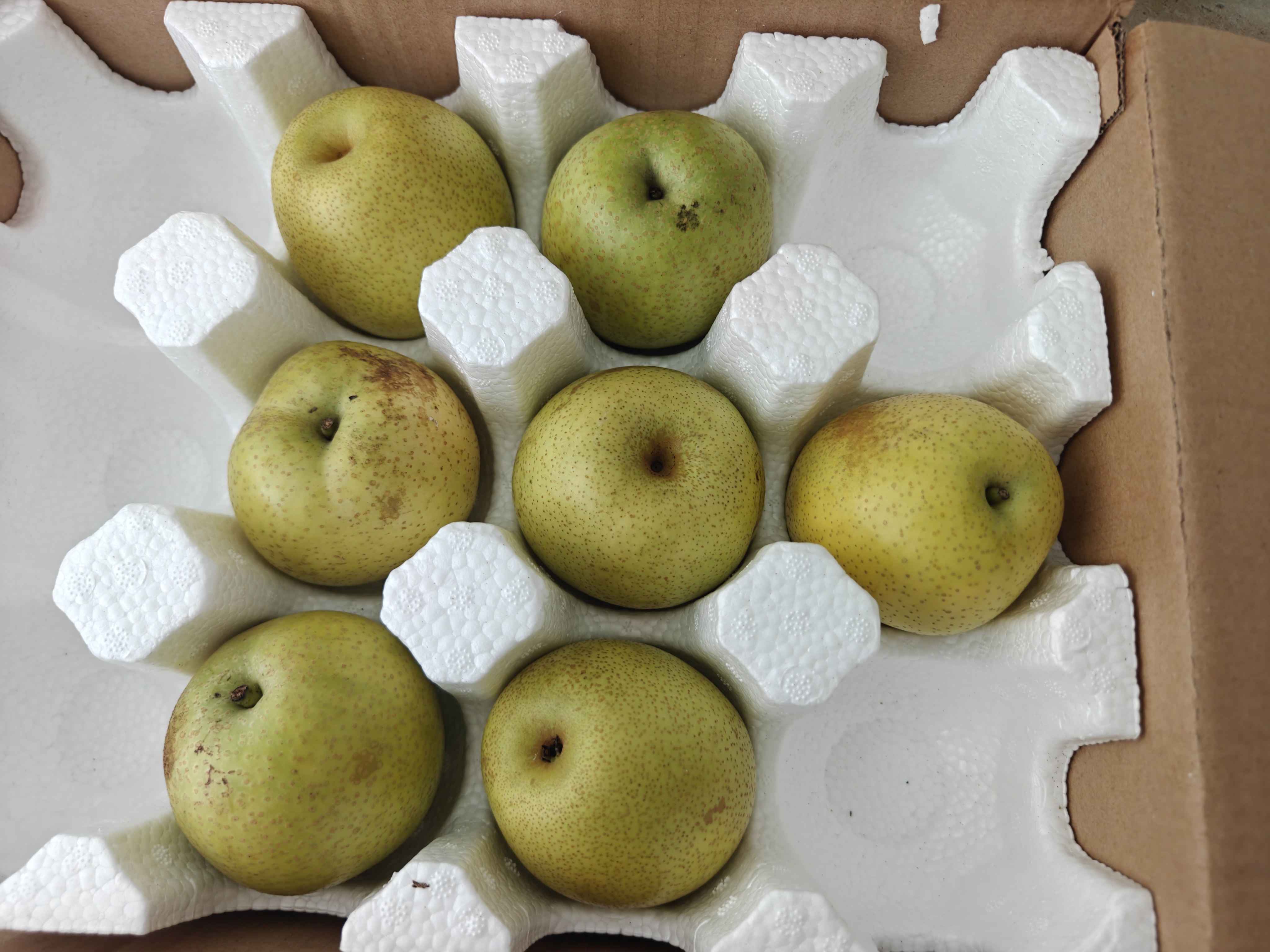 京鲜生安徽砀山青皮青翠蜜梨净重4.5斤单果200-250g+新鲜水果 源头直发 实拍图