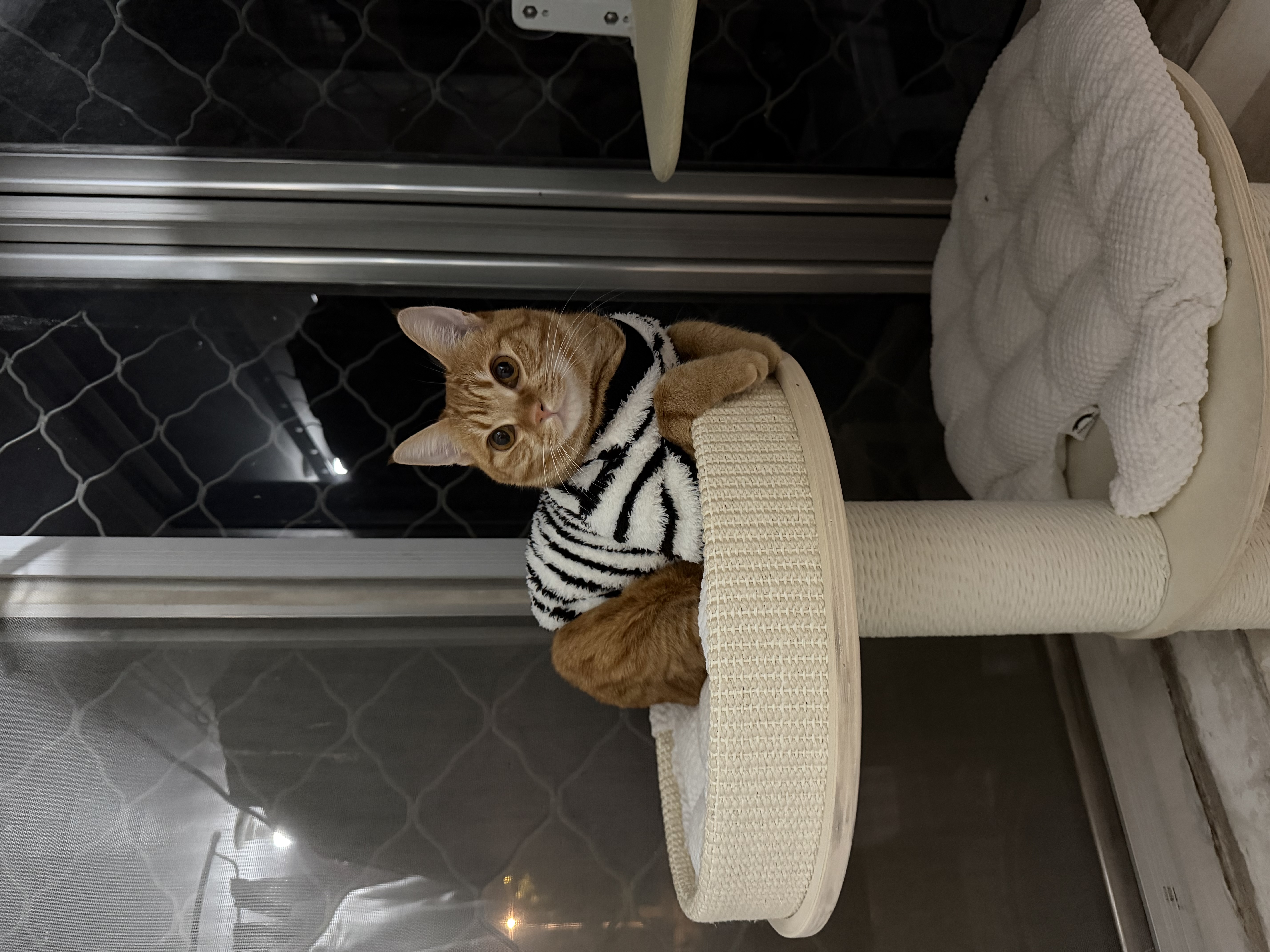 兽牌慕斯实木猫爬架不占地猫架猫窝剑麻猫抓板一体带太空舱冬季保暖 慕斯 无漆 | 四季垫 实拍图