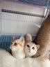 麦富迪猫粮 超肉粒冻干双拼成猫粮美毛护肠三文鱼10kg/20斤【宠物金选】 实拍图