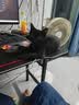 好主人猫条猫咪零食 喵舔酱火腿肠猫罐头白肉汤罐成猫幼猫通用营养开胃 10g*10条喵舔酱 实拍图