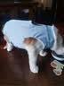 欢宠网宠物猫咪绝育服猫手术服母猫衣服断奶术后恢复幼小猫猫透气防舔衣 实拍图