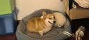 皇家狗粮 成犬狗粮 犬粮 宠物小型犬 PR27全价犬粮≥10月8KG 宠物金选 实拍图