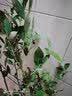 稔秋新品种L25蓝莓苗当年结果蓝莓树阳台盆栽地栽南北方种植原土发货  北蓝【北方适宜】 5年苗【当年结果】 实拍图