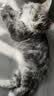 疯狂的主人猫抓板耐磨不掉屑剑麻猫窝猫房子替换芯瓦楞纸猫屋立式贴墙猫玩具 实拍图