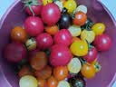 京鲜生山东多彩七色小番茄净重3斤 颜色随机5-7种圣女果水果源头直发 实拍图