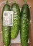 【水果菜】东北旱黄瓜约550g 实拍图