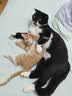 皇家猫粮 成猫猫粮 营养均衡 F32 通用粮 1-7岁 4.5KG【宠物金选】 实拍图