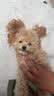 藻趣儿狗粮 藻趣儿狗粮成犬粮牛肉螺旋藻 均衡营养15kg/30斤 实拍图