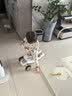 babycare儿童滑板车1-6岁二合一多功能车重力转向宝宝可坐生日礼物 辛德白 实拍图