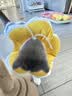 华元宠具（hoopet）猫咪伊丽莎白圈项圈宠物狗狗圈耻辱圈颈圈脖圈头套犬防舔头罩头套 实拍图