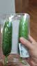【水果菜】东北旱黄瓜约550g 实拍图