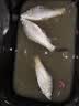达亿瓦（DAIWA）一击 轻量鲤鱼鲫鱼草鱼罗非 进口鱼竿手杆 轻硬挺 休闲台钓 4.5m 一击F 45.K（综合）【全能综合，大小通杀】 不支持使用/试用后退换货 实拍图