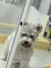 皇家狗粮 成犬狗粮 犬粮 宠物小型犬 PR27 全价犬粮≥10月2KG 实拍图