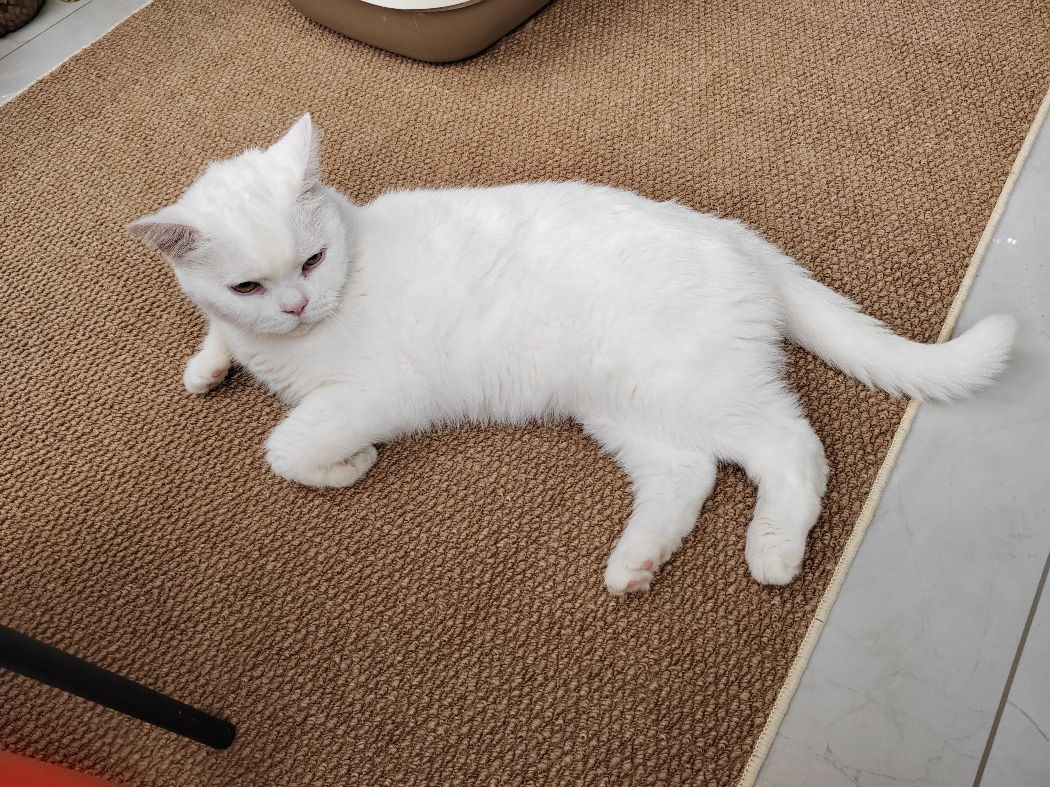 狮子医生豆腐猫砂吸臭低尘不沾底速团绿茶味猫砂可冲厕所2.4kg*6 实拍图