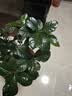 德沃多栀子花专用植物营养液500ml肥料绿植水培有机浓缩液体肥 实拍图