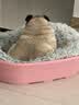 宝路狗粮全犬种通用全价粮成犬狗粮中小型犬牛肉味7.5kg【原料透明】 实拍图