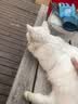 皇家猫粮 成猫猫粮 户外成猫 O30 通用粮 12月以上 4KG 实拍图