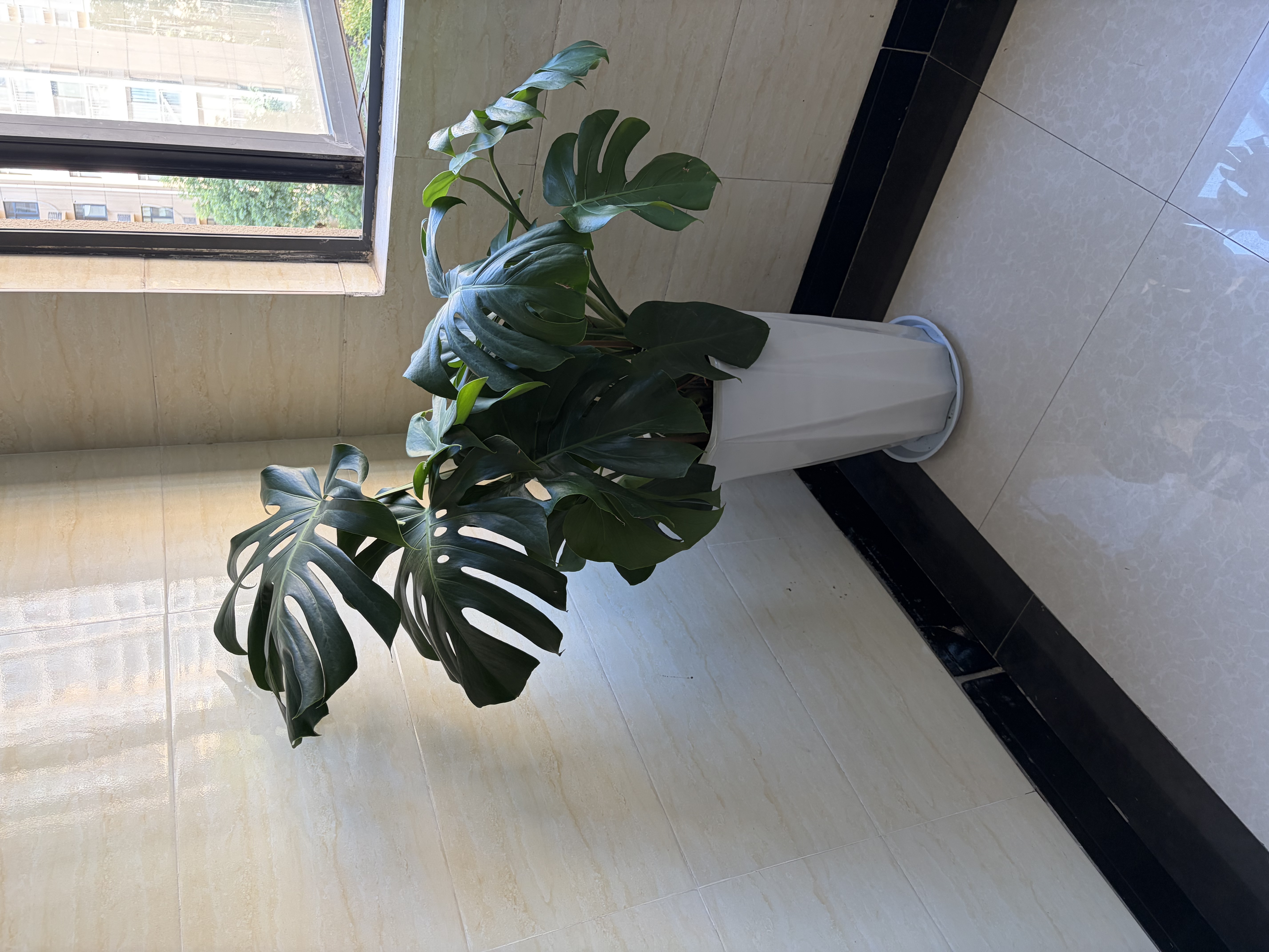 慕景瓷业简约陶瓷花盆落地特大号口径30以上客厅阳台家用花卉绿植高款 八方高腰纯白大号+树脂托盘 实拍图