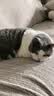 法米娜进口猫粮鲱鱼甜橙南瓜成猫粮5kg 无谷高蛋白美毛 实拍图