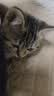 麦富迪猫粮barf霸弗天然猫粮冻干奶糕幼猫粮高蛋白温和养护肠胃鸡肉100g 实拍图