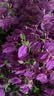 智国者手机CPL偏振镜偏光镜夹片镜头高清画质滤镜过滤拍照单反相机高清镀膜适用苹果华为iPhone17/16荣耀 实拍图
