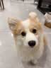 嬉皮狗小狗狗牵引绳背心式遛狗绳子小型犬胸背带狗链子 L码 建议8-16斤 实拍图
