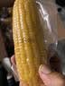 京鲜生 东北黄玉米260g*10棒 真空包装黏玉米棒粘玉米 源头直发 实拍图