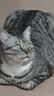诚实一口P32全价猫粮成猫幼猫室内外低敏轻松蛋白易消化守护肠胃营养1.5kg 实拍图