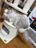 兽牌慕斯实木猫爬架不占地猫架猫窝剑麻猫抓板一体带太空舱冬季保暖 慕斯 无漆 | 四季垫 实拍图